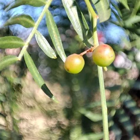 胡椒木花語|コショウボク（胡椒木） (Schinus molle)の特徴,育て。